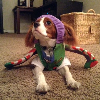 Cavalier King Charles Spaniel in costume