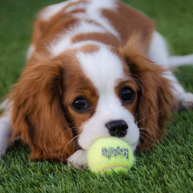 Cavalier King Charles Spaniel playing with ball