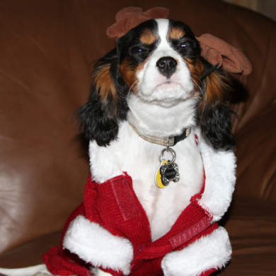 Cavalier King Charles Spaniel in Santa Suit