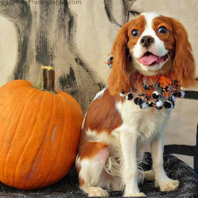 Cavalier King Charles Spaniel Halloween costume