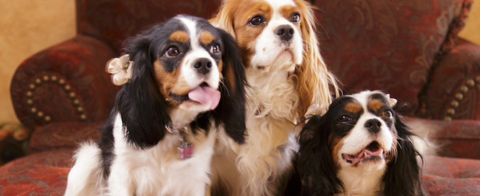 Cavalier King Charles Spaniels