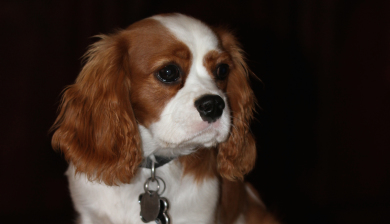 Rocky the Cavalier King Charles Spaniel